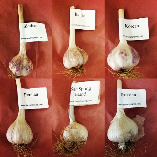 Be The Healthiest Seed You Can Be The Cutting Veg Blog